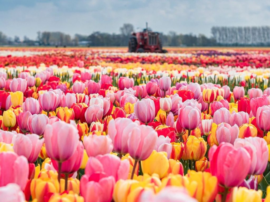 Field of blooming tulips